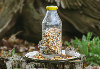 DIY Tereré Bottle Bird Feeders